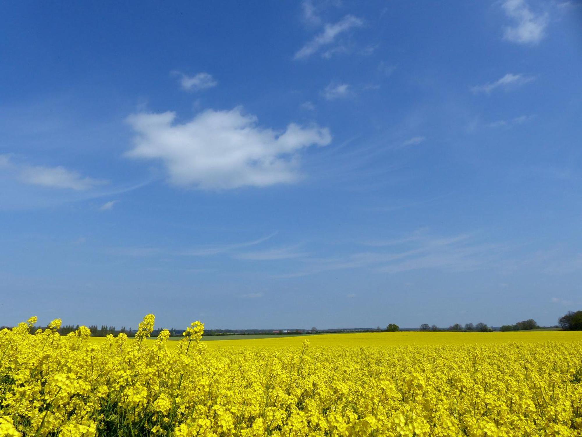 Hof Sorgenlos Gross Gievitz Bilik gambar